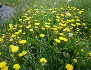 IJSLAND 300pic  0047