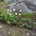 IJSLAND 300pic  0054