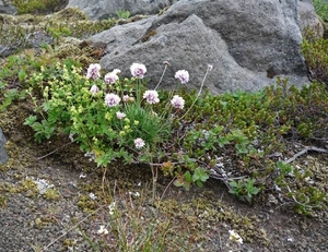 IJSLAND 300pic  0054