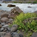 IJSLAND 300pic  0055