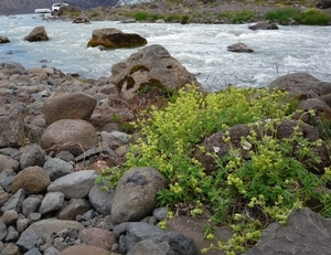 IJSLAND 300pic  0055