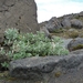 IJSLAND 300pic  0059