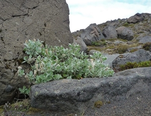 IJSLAND 300pic  0059