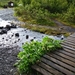 IJSLAND 300pic  0071