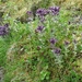 IJSLAND 300pic  0077