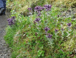 IJSLAND 300pic  0077
