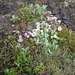 IJSLAND 300pic  0086