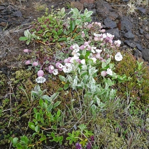 IJSLAND 300pic  0086