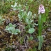 IJSLAND 300pic  0087