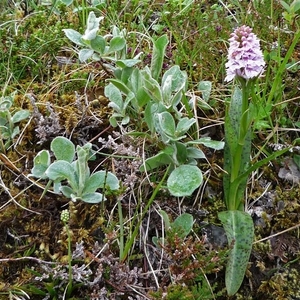 IJSLAND 300pic  0087
