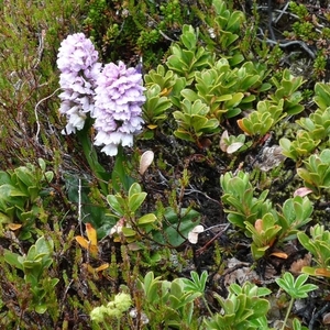 IJSLAND 300pic  0101