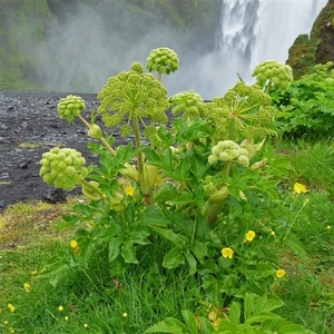 IJSLAND 300pic  0122
