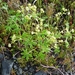 IJSLAND 300pic  0123