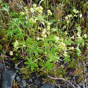 IJSLAND 300pic  0123