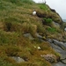 IJSLAND 300pic  0127