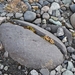 IJSLAND 300pic  0130