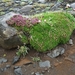 IJSLAND 300pic  0131