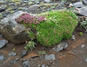 IJSLAND 300pic  0131