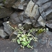 IJSLAND 300pic  0134