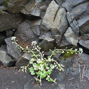 IJSLAND 300pic  0134