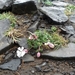IJSLAND 300pic  0135