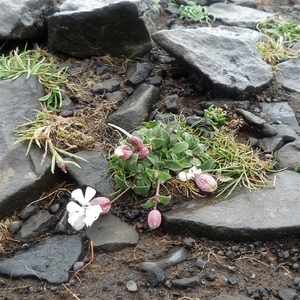 IJSLAND 300pic  0135