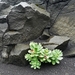 IJSLAND 300pic  0138