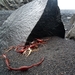 IJSLAND 300pic  0139