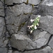 IJSLAND 300pic  0140