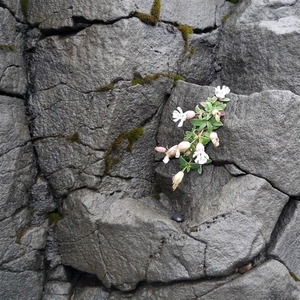 IJSLAND 300pic  0140