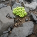 IJSLAND 300pic  0142