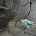 IJSLAND 300pic  0143
