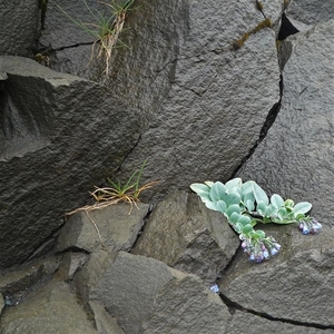 IJSLAND 300pic  0143