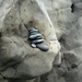 IJSLAND 300pic  0144