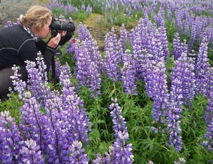 IJSLAND 300pic  0154