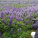 IJSLAND 300pic  0155