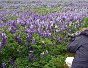 IJSLAND 300pic  0155