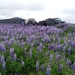 IJSLAND 300pic  0156