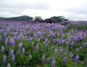 IJSLAND 300pic  0156