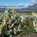 IJSLAND 300pic  0190