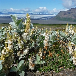 IJSLAND 300pic  0190