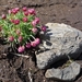 IJSLAND 300pic  0202