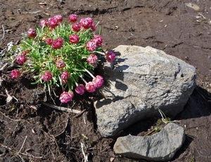 IJSLAND 300pic  0202