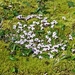 IJSLAND 300pic  0203