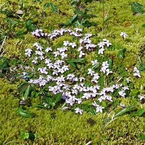 IJSLAND 300pic  0203