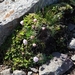 IJSLAND 300pic  0210