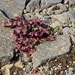 IJSLAND 300pic  0211