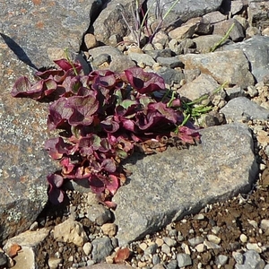 IJSLAND 300pic  0211