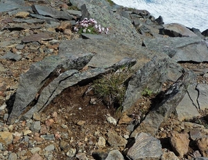 IJSLAND 300pic  0216