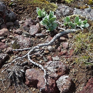IJSLAND 300pic  0218